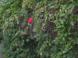 Zeige deine Einzigartigkeit, eine Rose erblüht Zeige deine Einzigartigkeit, eine Rose erblüht